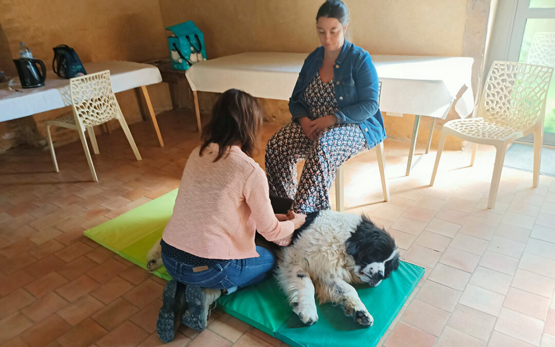 Une association de Médiation Par l&rsquo;Animal voit le jour sur l&rsquo;île de la Réunion